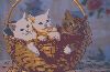3%20Kittens%20in%20Basket.jpg