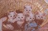 5%20Kittens%20in%20Basket.jpg