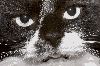 1452237-5f2f237a0c6b7e12.jpg