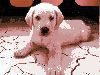 dog_2.jpg