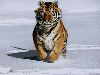 tiger_2.jpg