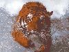 tiger_3.jpg